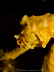 sea horse on Blaigowrie pier by Andrew Macleod 
